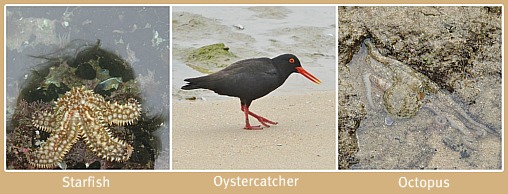 Shore Life Shore Life