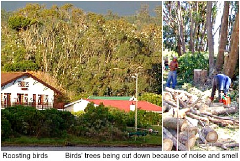 Egrests'roosting trees removed Egrests'roosting trees removed