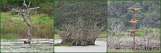 Roost, Perch and Nesting Platform for water-based birds. Roost, Perch and Nesting Platform for water-based birds.
