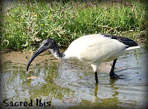 Sacred Ibis