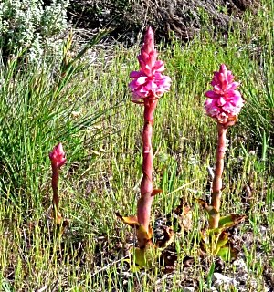 Satyrium corneum indigenous orchid