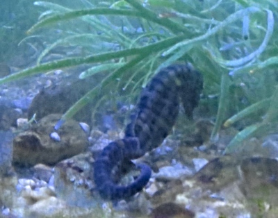 Knysna Seahorse in a tank at SANPark's offices on Thesen Island, Knysna. Knysna Seahorse in a tank at SANPark's offices on Thesen Island, Knysna.