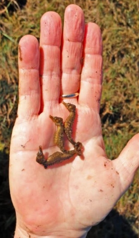 3 little seahorses found clinging together.