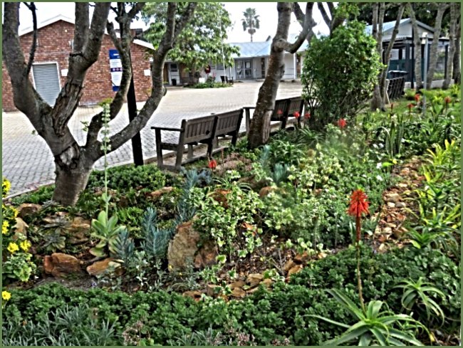 Sedgefield Clinic garden update