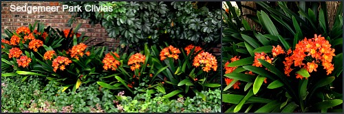 Clivias gifted to Sedgemeer Park Retirement Home Clivias gifted to Sedgemeer Park Retirement Home