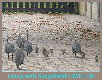 Guineafowl on the Islan