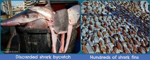 Discarded sharks minus their fins Discarded sharks minus their fins