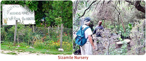 Pedro's Sizamile Nursery Pedro's Sizamile Nursery