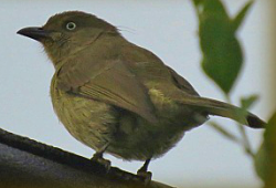 Sombre Greenbul