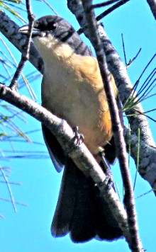Southern Boubou