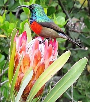 Southern Greater Double-collared Sunbird