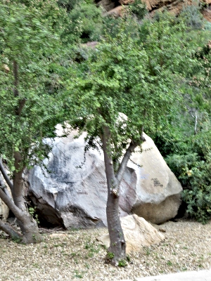 Spekboom Tree in the Carpark