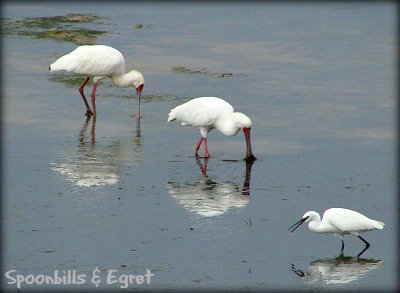 Spoonbills & Little Egret