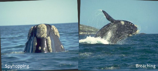 whales spyhopping and breaching whales spyhopping and breaching