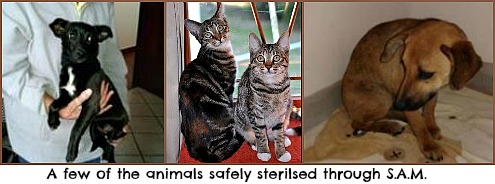 Some dogs sterilised through SAM Some dogs sterilised through SAM