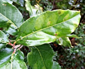 Stinkwood leaf Stinkwood leaf