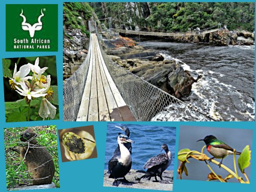 Storms River mouth trail sights en route to the suspension bridges