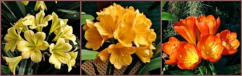 3 Light coloured and orange shaded clivias 3 Light coloured and orange shaded clivias
