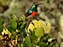 Greater Double-collared Sunbird