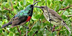 Male Greater Double-collared Sunbird and Female Amethyst Sunbird