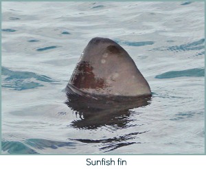 Sunfish next to our boat Sunfish next to our boat