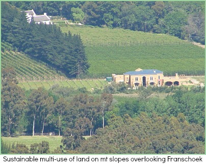 Vineyards on Cape mt slopes Vineyards on Cape mt slopes