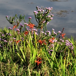 Fynbos flowering next to Swartvlei Lagoon