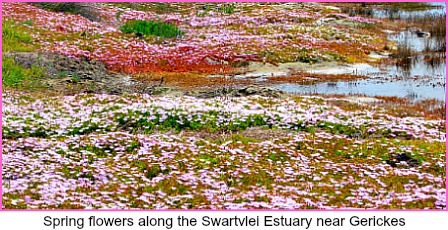 Spring flowers along the Swartvlei lagoon on the road to Gerikes carpark. Spring flowers along the Swartvlei lagoon on the road to Gerikes carpark.