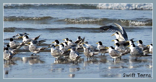 Swift terns in shallow water at the Swartvlei River-mouth