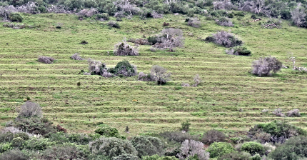 Hillside terraced for the purpose of planting mielies. Hillside terraced for the purpose of planting mielies.