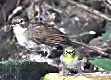 Terrestrial Brownbul and Cape White-eye