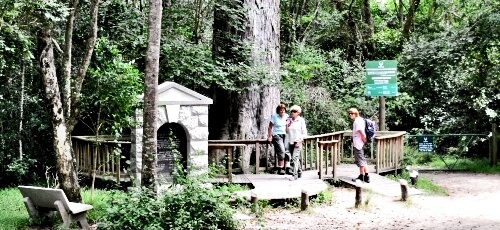 Dalene Matthee's grave at the foot of the Giant Yellowwood Tree Dalene Matthee's grave at the foot of the Giant Yellowwood Tree
