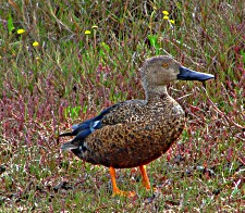 Cape Shoveler on the grassy bank of the Swarvlei Lagoon