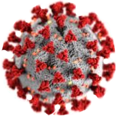 The shape of the Covid 19 virus The shape of the Covid 19 virus