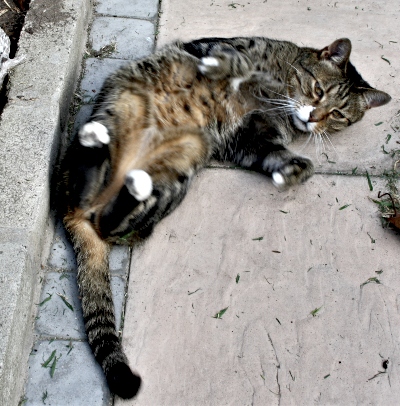 Timmy the cat living with Renal failure