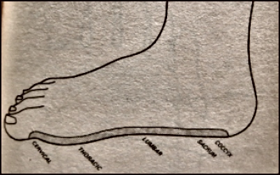 Treating the Spine along the Foot