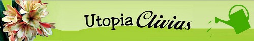 Utopia Clivias online website