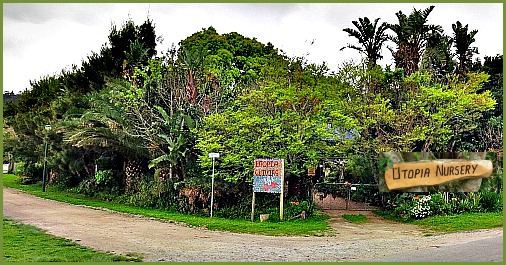 Utopia Nursery Utopia Nursery