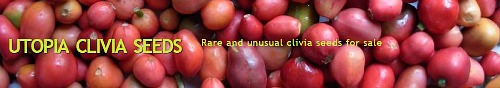 Utopia Clivia Seeds Utopia Clivia Seeds