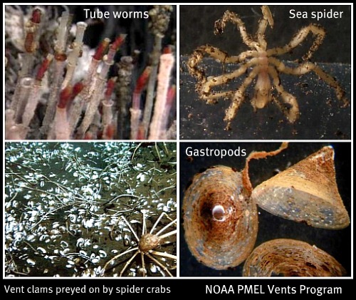 Deep sea vent creatures
