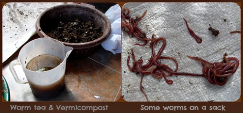 Worm Tea and giving the worms fresh bedding Worm Tea and giving the worms fresh bedding