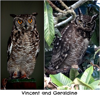 Vincent and Geraldine Vincent and Geraldine