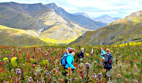 Sedgefield Walkie Talkies in the flowering fynbos on the Doring River Trail