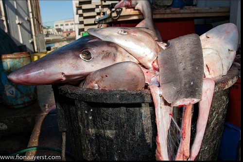 The waste of keystone predators,  sharks slaughtered for their fins. The waste of keystone predators,  sharks slaughtered for their fins.