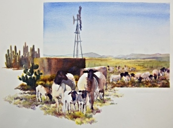 Sheep gathering to drink at a windmill watering point