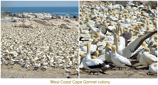 Gannet colony on West Coast Gannet colony on West Coast