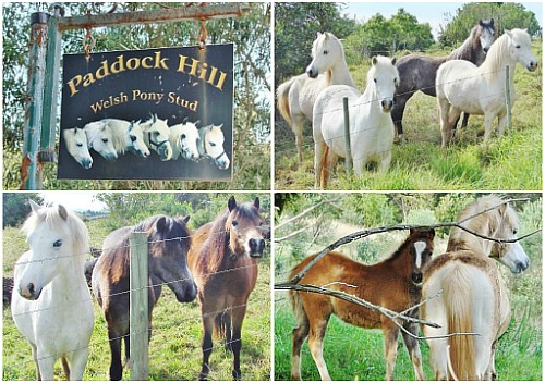 Paddock Hill pony stud Paddock Hill pony stud