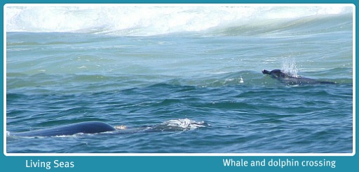 Whale and Dolphins passing each other in Plettenberg Bay Living Seas