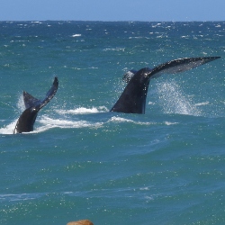 whale mother and calf