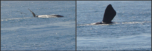 Whale watching at Kaaimans